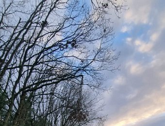 220120 Stormschade Zandvlietseweg