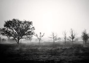 burned earth